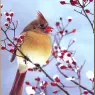 bpd_Audubon_10