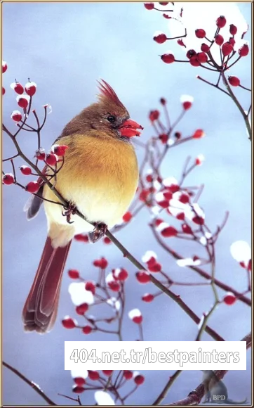 bpd_Audubon_10