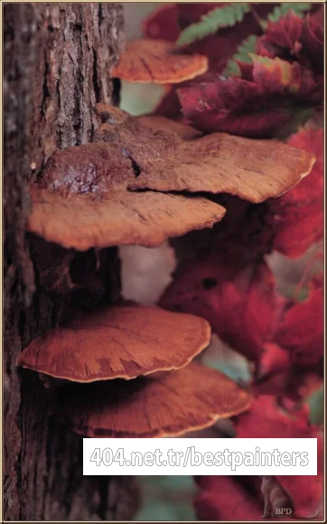 bpd_Audubon_11