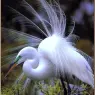 bpd_Audubon_14