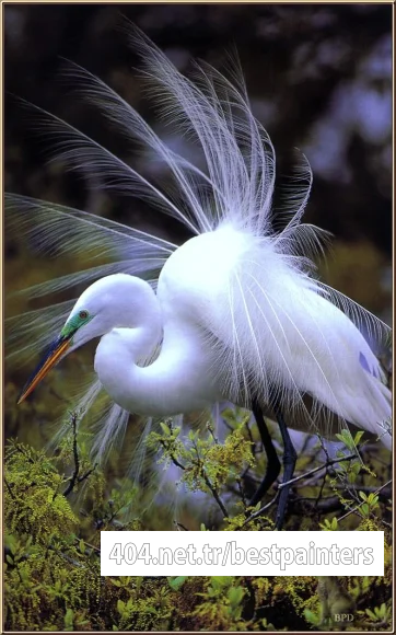 bpd_Audubon_14