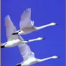 bpd_Audubon_16