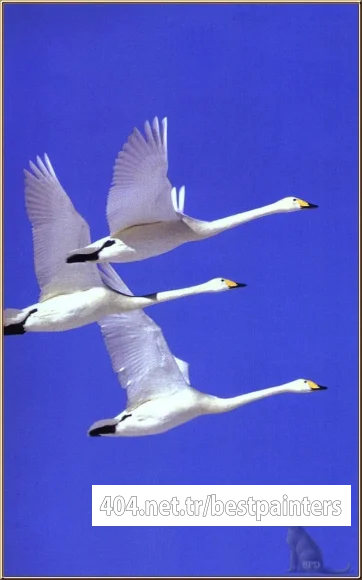 bpd_Audubon_16