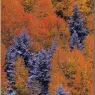 bpd_Audubon_17
