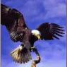bpd_Audubon_21