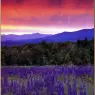 National Audubon Society