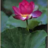 bpd_Audubon_28