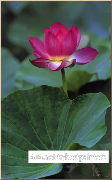 bpd_Audubon_28