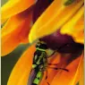 bpd_Audubon_31