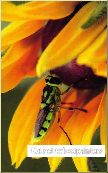 bpd_Audubon_31