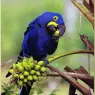 bpd_Audubon_33