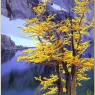 bpd_Audubon_37