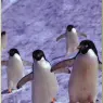bpd_Audubon_38