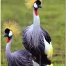 bpd_Audubon_41