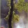 bpd_Audubon_47