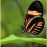 bpd_Audubon_48