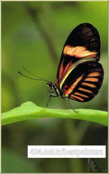 bpd_Audubon_48