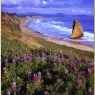 National Audubon Society