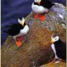 bpd_Audubon_53