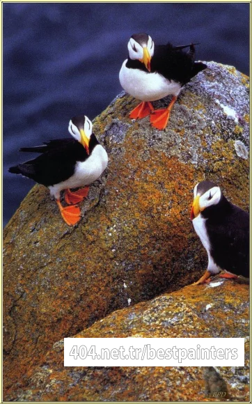 bpd_Audubon_53