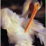 bpd_Audubon_56