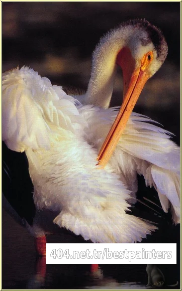 bpd_Audubon_56