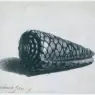 Rembrandt_Cone_Shell_(Conus_marmoreus)