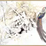 BatemanRobert-Lady_Amherst_Pheasant_in_Snow-We@WWSA