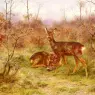 Rosa Bonheur (1822-1899)