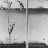 1946_09_Desert Trilogy - Flower in the Desert, 1946