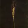 1947_17_Wheat Ear, 1947