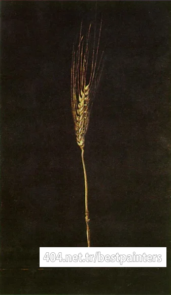 1947_17_Wheat Ear, 1947