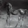1976_12_The Unicorn (unfinished), 1976