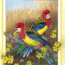 p-Australian_Birds_Cal2003_02