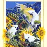 p-Australian_Birds_Cal2003_04