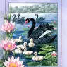 p-Australian_Birds_Cal2003_08