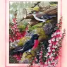 p-Australian_Birds_Cal2003_09