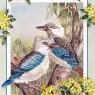 p-Australian_Birds_Cal2003_10
