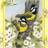 p-Australian_Birds_Cal2003_11