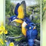 p-Australian_Birds_Cal2003_12