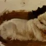 Landseer_Sir_Edwin_Henry_Study_Of_A_Chow