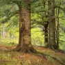 Steele_Theodore_Clement_Beech_Trees