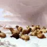 Cooper_Thomas_Sidney_Sheep_In_Winter