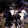 Zugel_Heinrich_Von_Two_Harnessed_Calves