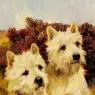 Wardle_Arthur_Jacque_And_Jean_Champion_Westhighland_White_Terriers