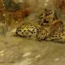 Wardle_Arthur_Study_Of_East_African_Leopards
