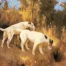 Wardle_Arthur_Terriers_On_The_Scent
