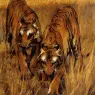 Wardle_Arthur_Tigers