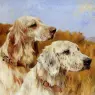 Wardle_Arthur_Two_Setters