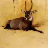 Kuhnert_Wilhelm_Friedrich_A_Common_Waterbuck